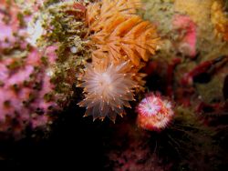 Orange Tip Nudi at Seiku Jetty by Steve Brown 